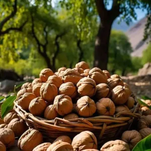 Premium Walnut In-Shell